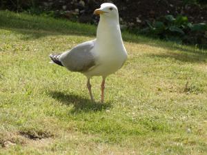Herring gull 3
